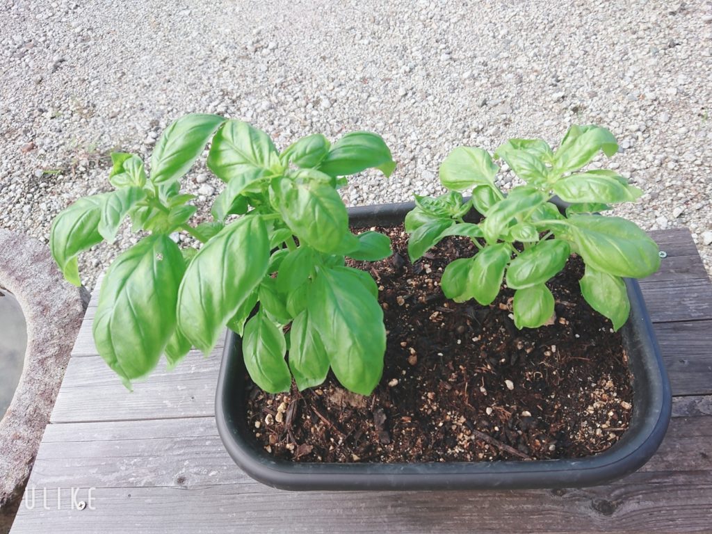 beauty_20200720080010